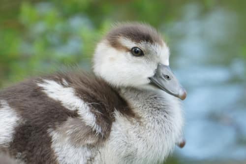 Egyptian Goose reference