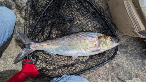 American Shad reference