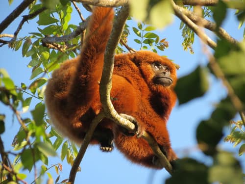 Brown Howler Monkey reference