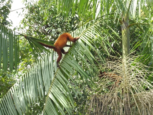 Guyanan Red Howler reference