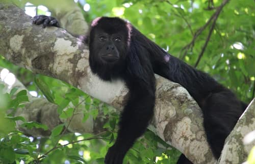 Guatemalan Black Howler reference
