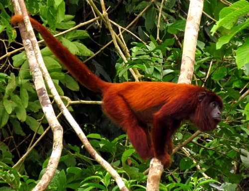 Red Howler Monkey reference