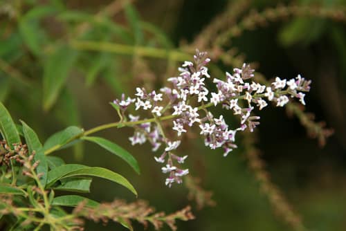 Lemon Verbena reference