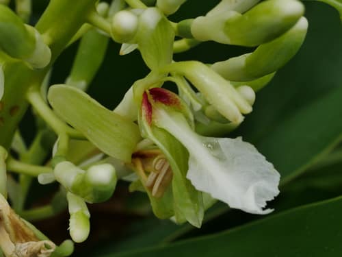 Galangal reference