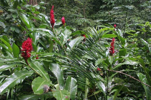 Red Ginger reference