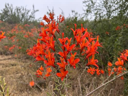 Ligtu Hybrid Lily reference