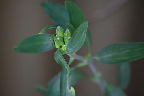 Parrot Lily reference