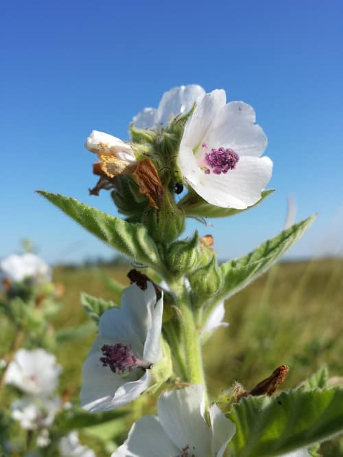 Marsh Mallow reference