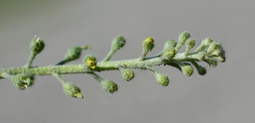 Yellow Alyssum reference