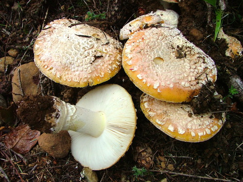 Sunshine Amanita reference