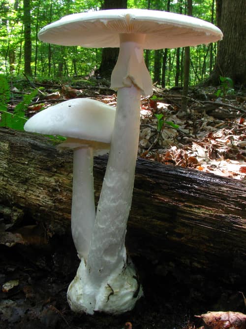 Destroying Angel reference