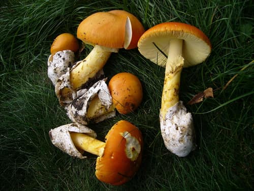 Caesar's Mushroom reference