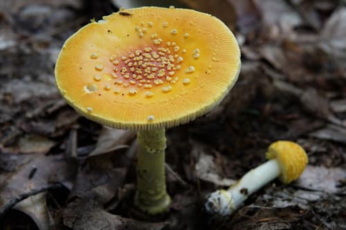Frost's Amanita reference