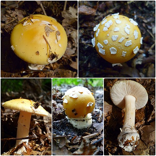 Gemmed Amanita reference