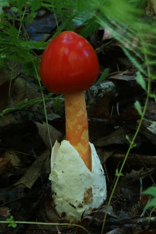 American Caesar's Mushroom reference
