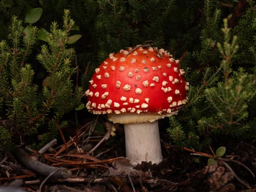 Fly Agaric reference