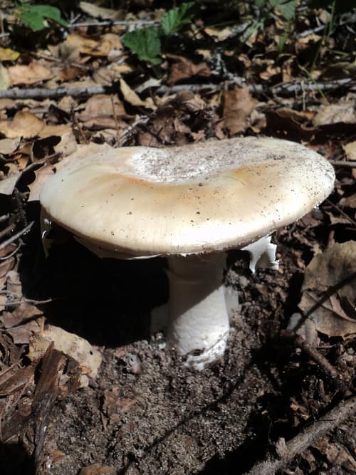 Western Destroying Angel reference