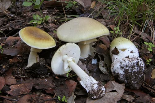 Death Cap reference