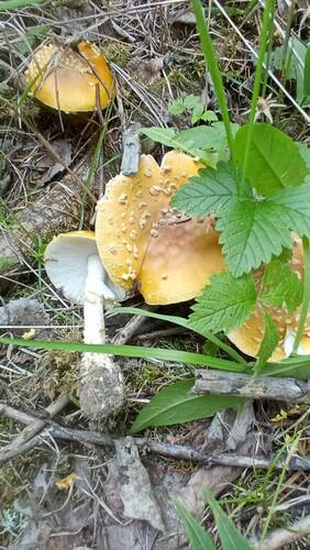 Royal Fly Agaric reference