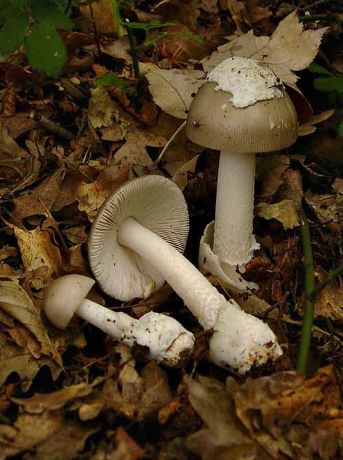 Grisette reference