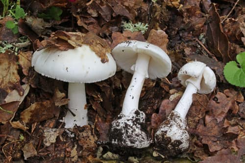 Fool's Mushroom reference