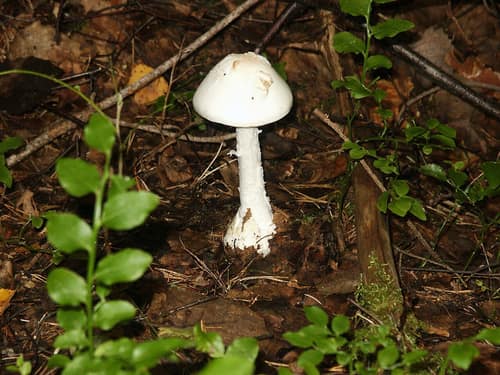 Destroying Angel reference