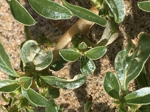 Prostrate Pigweed reference