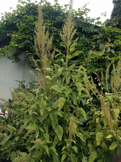 Smooth Amaranth reference