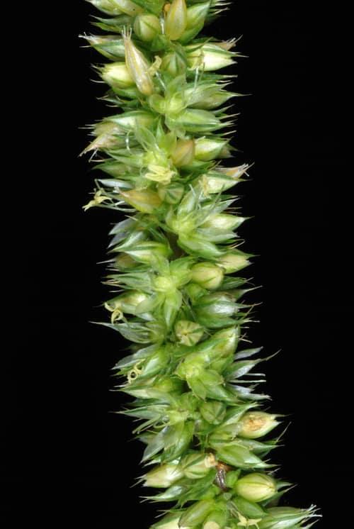 Palmer Amaranth reference