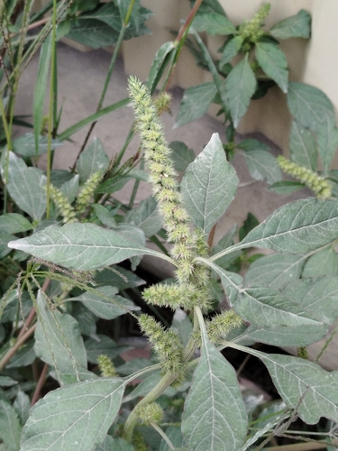 Powell's Amaranth reference