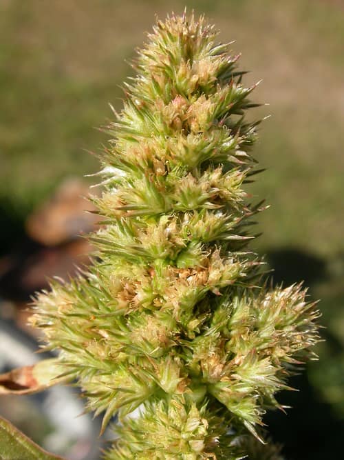 Redroot Pigweed reference