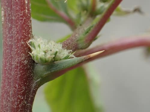 Spiny Amaranth reference