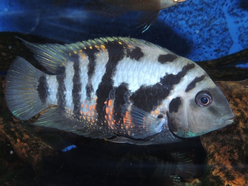 Convict Cichlid reference