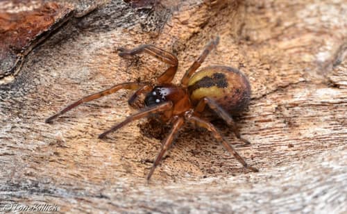 Window Spider reference