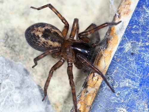 Lace-webbed Spider reference