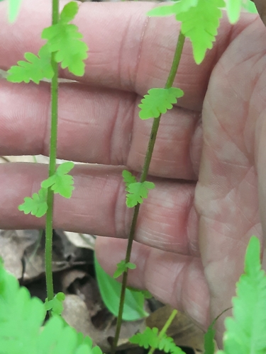 New York Fern reference