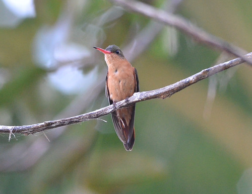 Cinnamon Hummingbird reference