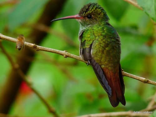 Rufous-tailed Hummingbird reference