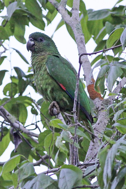 Black-billed Amazon reference