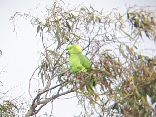 Yellow-naped Amazon reference