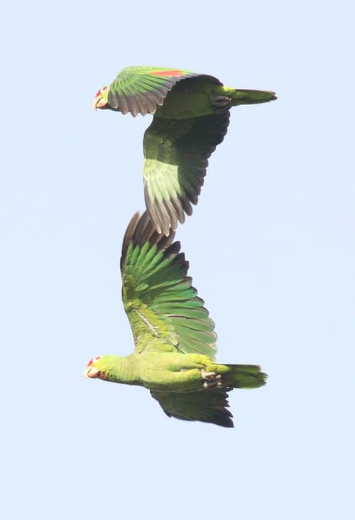 Red-lored Amazon reference