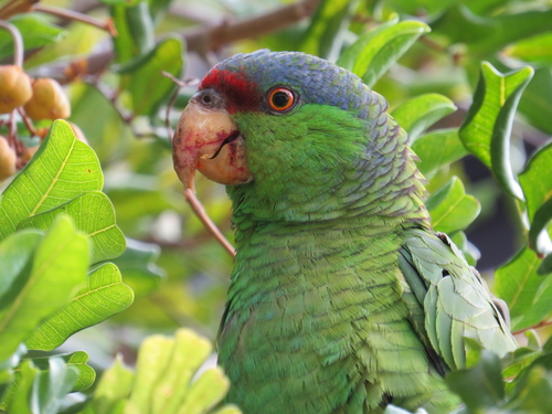 Lilac-crowned Amazon reference