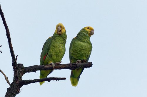 Yellow-headed Amazon reference