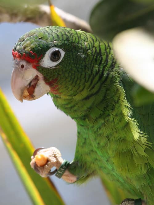 Puerto Rican Amazon reference