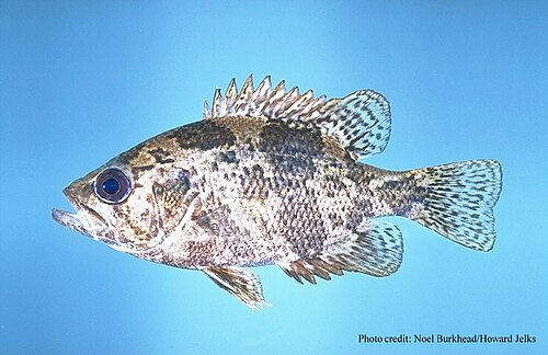 Shadow Bass reference