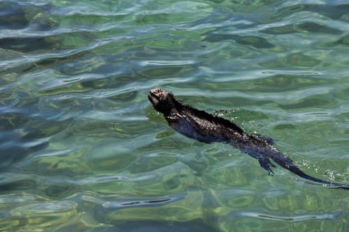 Marine Iguana reference