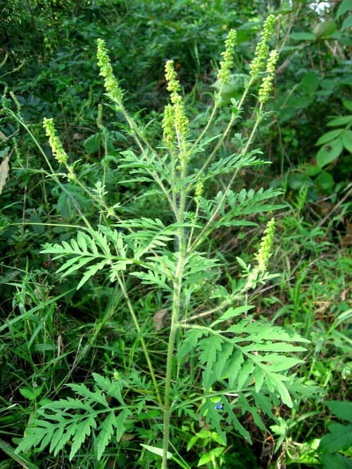 Common Ragweed reference