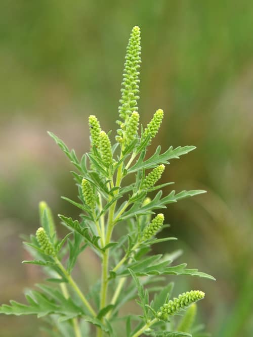 Western Ragweed reference