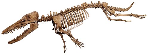 Ambulocetus reference