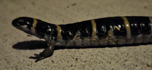 Ringed Salamander reference